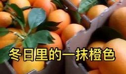 吊瓜吃货视频大全下载,一场视觉与味蕾的双重盛宴