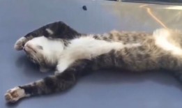 宠物猫吃瓜的视频播放,宠物猫吃瓜视频走红网络