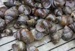 大瓜吃福寿螺视频,揭秘视频中的惊人真相