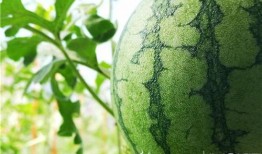 大西瓜吃瓜视频,揭秘网红美食背后的故事