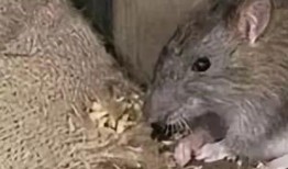 女友吃瓜吃出老鼠视频大全,惊悚吃瓜！女友视频揭露“老鼠视频大全”惊悚真相