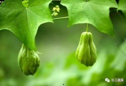 吃瓜视频致富吗,揭秘网络红人财富之路