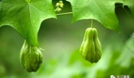 吃瓜视频致富吗,揭秘网络红人财富之路