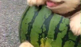 主人教狗吃瓜视频下载,狗狗吃瓜视频下载，萌态十足！