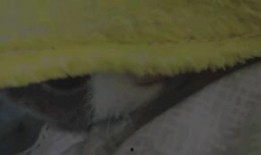 吃瓜群众沙雕版视频大全