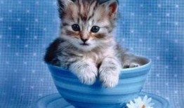 小布猫可以吃哈密瓜吗视频