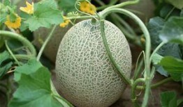 大傻瓜吃哈密瓜视频