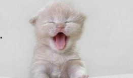 猫猫吃瓜吃到果肉视频大全