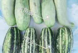 网红本质吃瓜视频