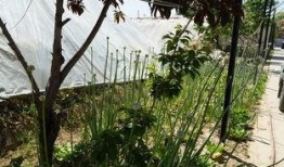 鹤壁公园吃瓜视频