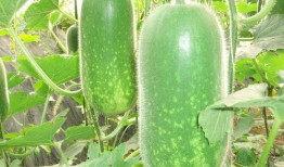 牛爷爷吃哈密瓜视频大全,温馨视频大盘点