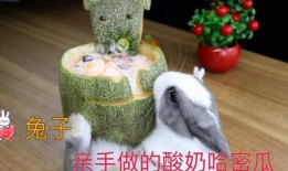 给小兔子吃哈密瓜视频播放,哈密瓜美食分享
