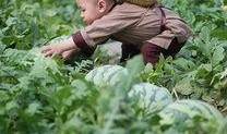 萌娃到菜园吃瓜视频,欢乐时光萌动人心