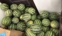 常熟虞山吃瓜视频,常熟特色吃瓜视频带你领略江南风情