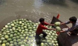 迪拜人吃瓜视频,瓜果飘香，尽享异国风味