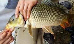 草鱼可以吃土瓜吗视频教程,揭秘土瓜的神奇喂食技巧