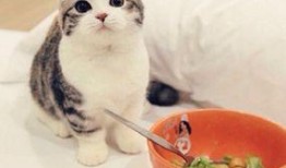 猫猫吃瓜吃到果肉视频大全