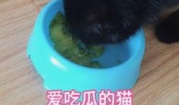 猫咪吃瓜惊呆的视频,萌态十足惊呆网友