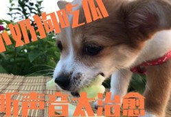 那些狗吃瓜的视频