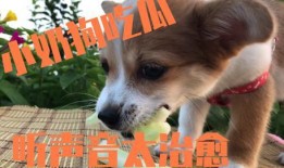 那些狗吃瓜的视频