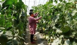 鹤壁公园吃瓜视频