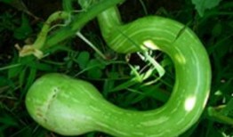 吃货主播吃蛇瓜视频,吃货主播挑战蛇瓜美味大揭秘