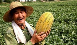 陕北老农吃哈密瓜视频,传统农耕与现代美食的奇妙邂逅