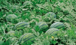 蔡二哥新沂吃瓜视频大全,揭秘当地美食与趣事