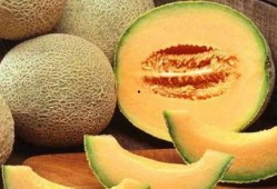 大傻瓜吃哈密瓜视频