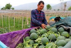 莱州市沙河镇木木吃瓜视频