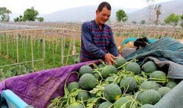 莱州市沙河镇木木吃瓜视频