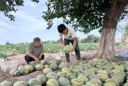 新疆吃瓜事件视频下载,视频揭秘背后的真相与争议