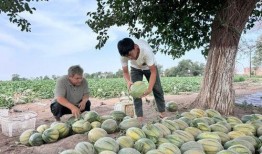 新疆吃瓜事件视频下载,视频揭秘背后的真相与争议