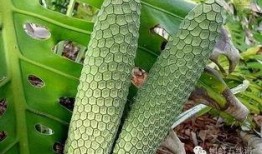 吃货主播吃蛇瓜视频,吃货主播挑战蛇瓜美味大揭秘