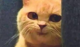 训练学姐吃瓜视频,揭秘校园生活趣味瞬间