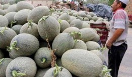 陕北老农吃哈密瓜视频,传统农耕与现代美食的奇妙邂逅