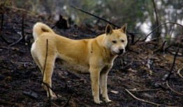 偷瓜狗吃土狗视频大全播放,视频大全播放量飙升