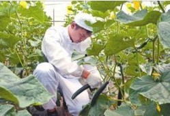 陕西杨凌吃瓜事件视频,一场网络热议的乡村奇观