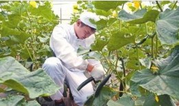 陕西杨凌吃瓜事件视频,一场网络热议的乡村奇观