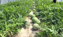 日照最新吃瓜事件视频