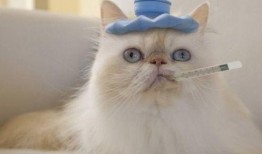 小布猫可以吃哈密瓜吗视频