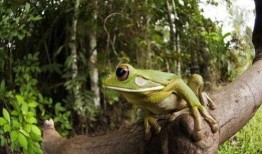 口水蛙吃瓜视频在线观看,揭秘娱乐圈幕后故事
