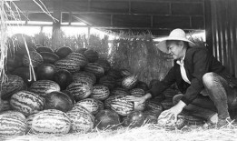 靖远吃瓜群众视频曝光,揭秘当地热点事件背后的真相