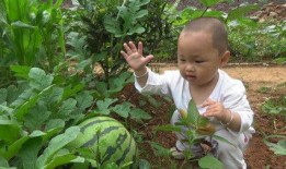 萌娃到菜园吃瓜视频,欢乐时光萌动人心