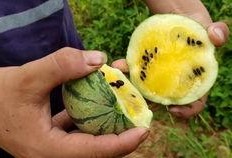 吴希诺吃瓜视频从哪里来,网络红人如何打造热门内容