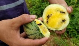 吴希诺吃瓜视频从哪里来,网络红人如何打造热门内容