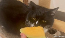小布猫可以吃哈密瓜吗视频