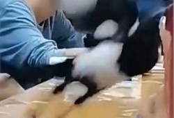 河北女的吃瓜事件视频播放,视频播放引发网友热议