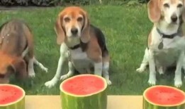 那些狗吃瓜的视频