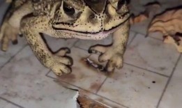 口水蛙吃瓜视频在线观看,揭秘娱乐圈幕后故事